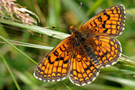 Melitaea deione Melitaea deione